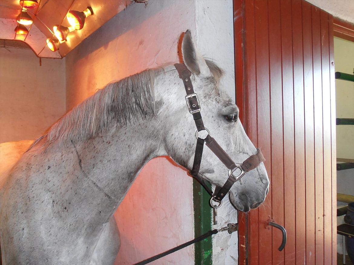 Anden særlig race Grace<3 ( Spring ) billede 13