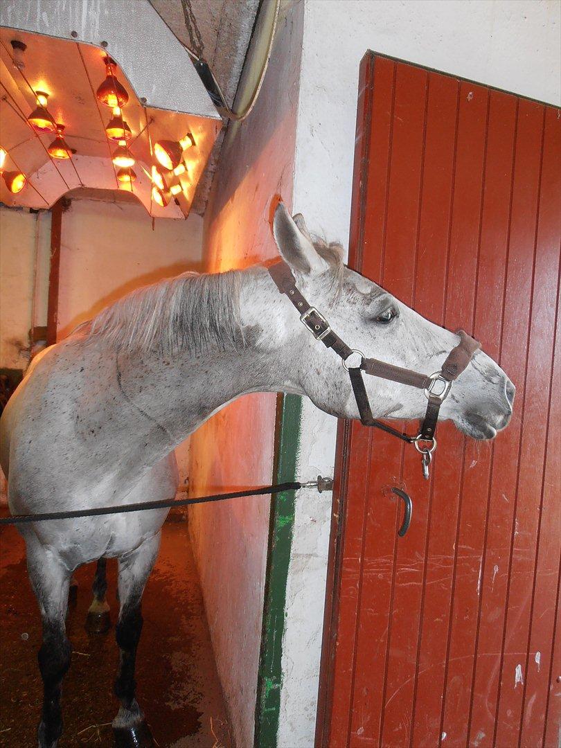 Anden særlig race Grace<3 ( Spring ) billede 14