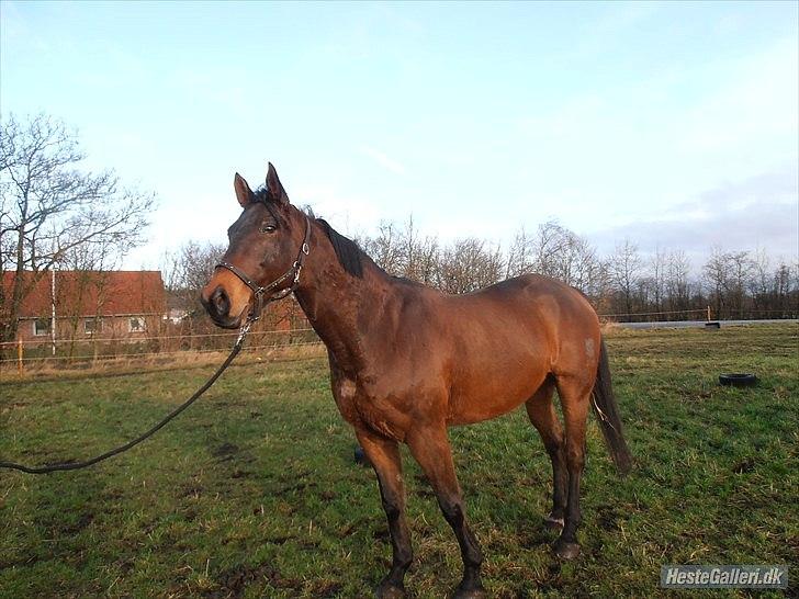 Anden særlig race Mulle billede 8