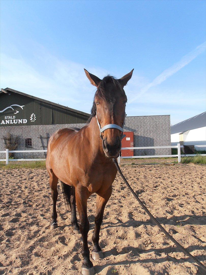 Anden særlig race Mulle billede 10