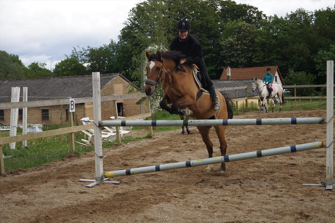 Anden særlig race | Luna   [Min bedsteven] - © Springer 1 meter på Luna!!! Jeg har aldrig sprunget så højt før, så jeg er rigtig glad for at det var med Luna! Jeg er mega stolt! :-*
Fotograf - MLS / Forår 2012. billede 4
