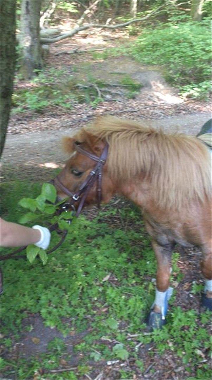 Shetlænder Emil!<33 - Skovtur med Sanne Og Lady Mega Hyggeigt!<33 billede 17