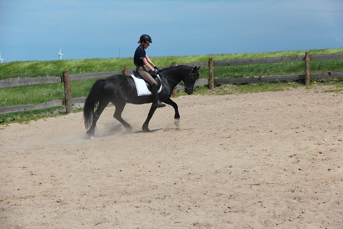 Welsh Cob (sec D) Garnfach Lona (Lonski) **SOLGT ** - Lona & Caroline rider dressur.

 billede 10