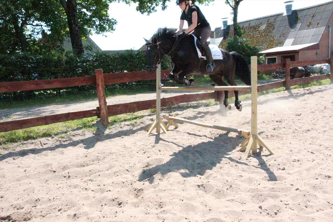 Welsh Cob (sec D) Garnfach Lona (Lonski) **SOLGT ** - Over 120 cm! billede 11