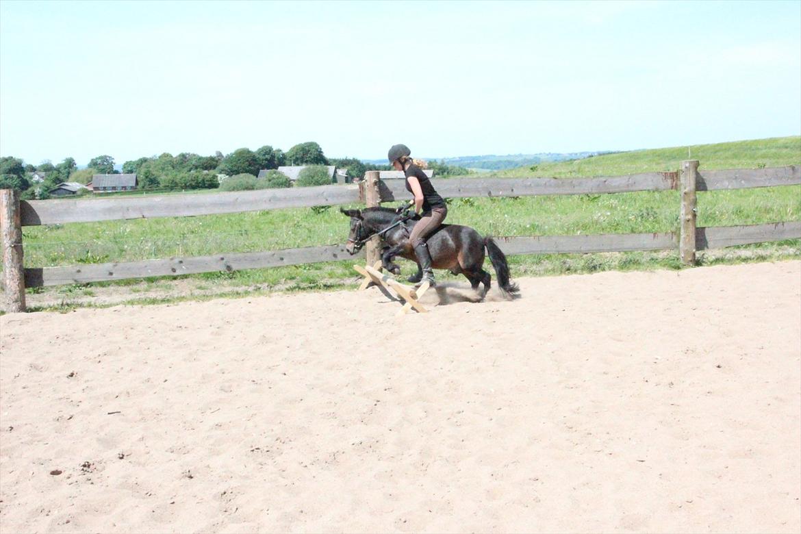Shetlænder Robin - Over et mini spring. billede 7