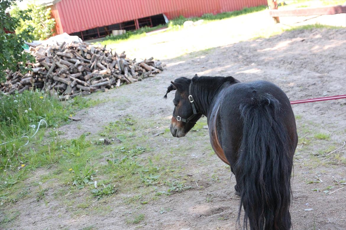 Shetlænder Robin - Robin venter på at han skal ride. billede 9