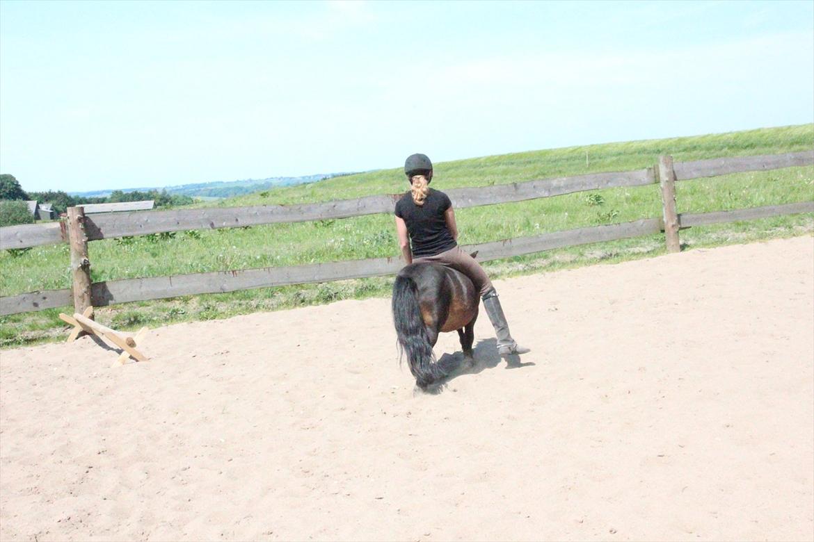 Shetlænder Robin billede 12