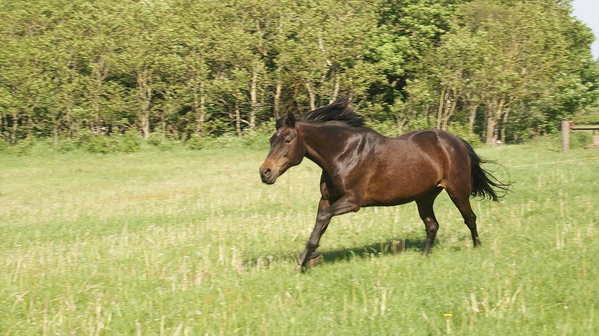 New Forest Strandlyst Jaqueline - Fuld firspring ud over sommer græsset! ;) billede 17