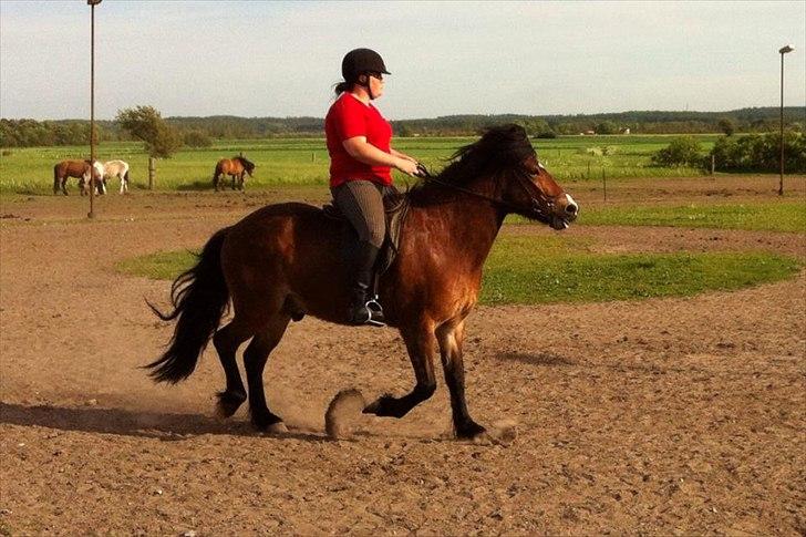 Islænder Stjarni fra Ajstrup Østergaard - Bassen i rigtigt lækker Tölt :) billede 1