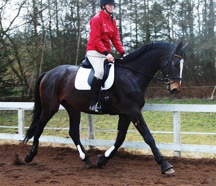 Dansk Varmblod Hanniball - under tilridningen billede 2