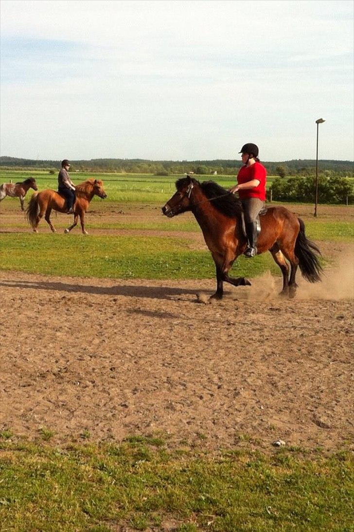 Islænder Stjarni fra Ajstrup Østergaard - Der trænes :D  billede 2