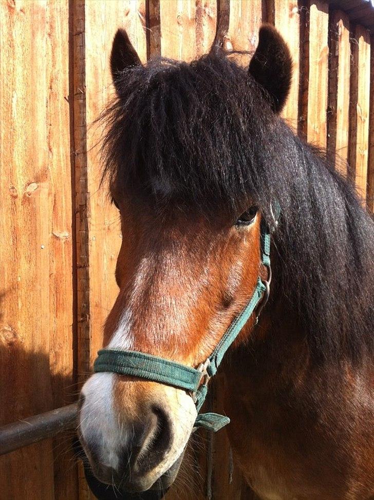 Islænder Stjarni fra Ajstrup Østergaard - Snart klar til ride tur :) 
 billede 3