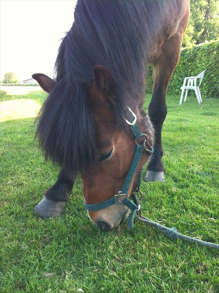 Islænder Stjarni fra Ajstrup Østergaard - Hygge i solen :) billede 4