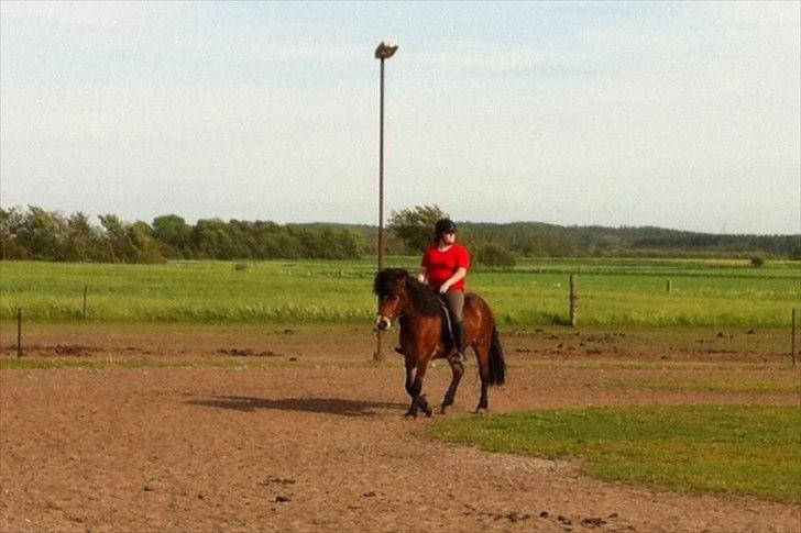 Islænder Stjarni fra Ajstrup Østergaard - Dejlig trav :)  billede 5