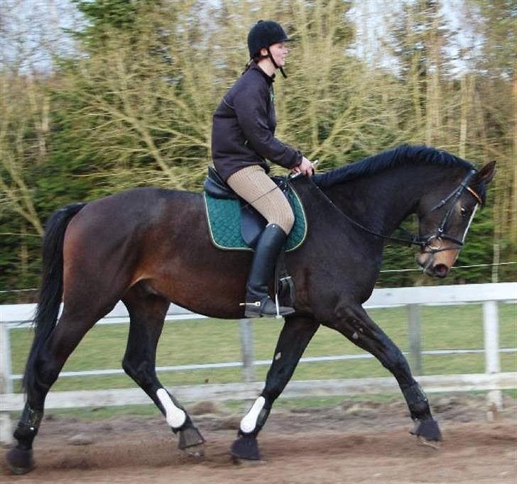 Dansk Varmblod Hanniball - fra tilridningen 2008 billede 4
