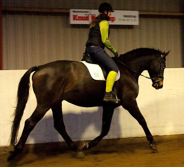 Dansk Varmblod Hanniball - Da jeg prøvede ham en vinterdag i 2010 billede 6