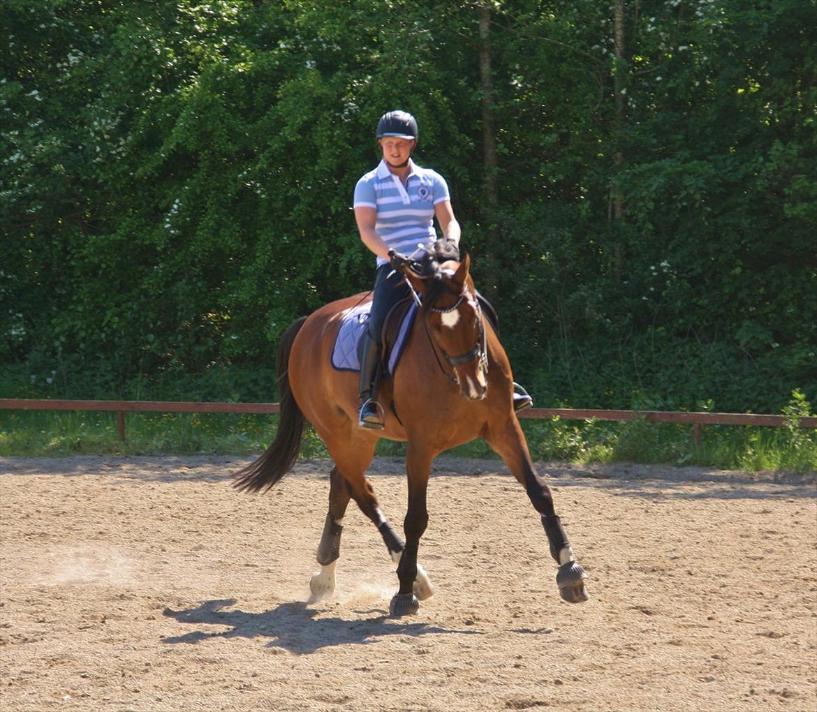 Dansk Varmblod Carell B-hest - D. 26/5-12 billede 18