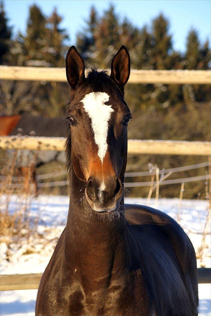 Dansk Varmblod Hanniball - vinter 2010 billede 8