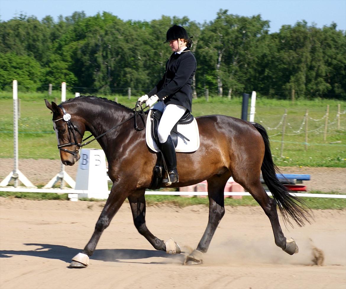 Dansk Varmblod Hanniball - maj 2012 billede 9