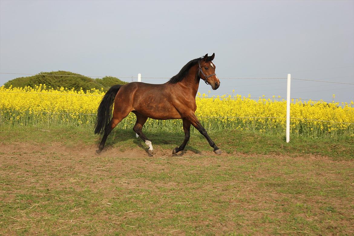 Dansk Varmblod Kenya Gamborg billede 3