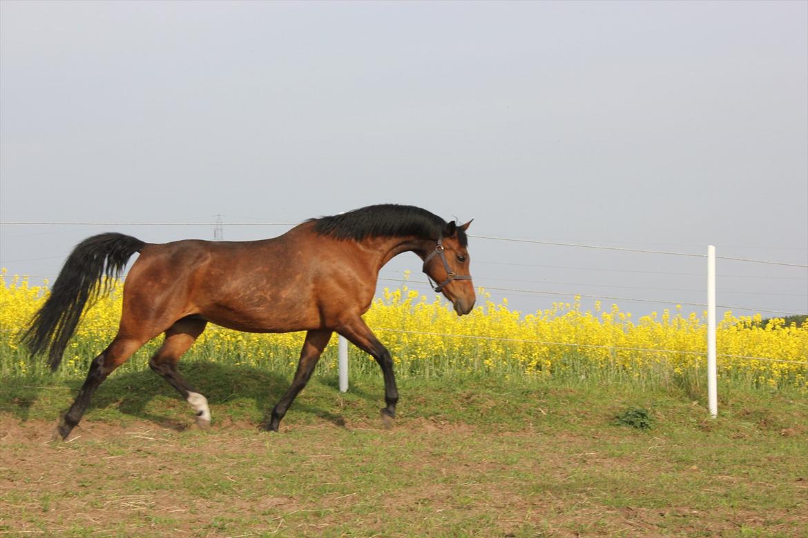 Dansk Varmblod Kenya Gamborg billede 10