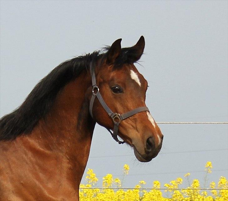 Dansk Varmblod Kenya Gamborg billede 1