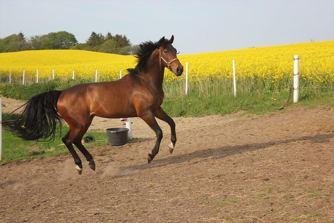 Oldenborg Callisto - Hoppeloppen :) billede 1