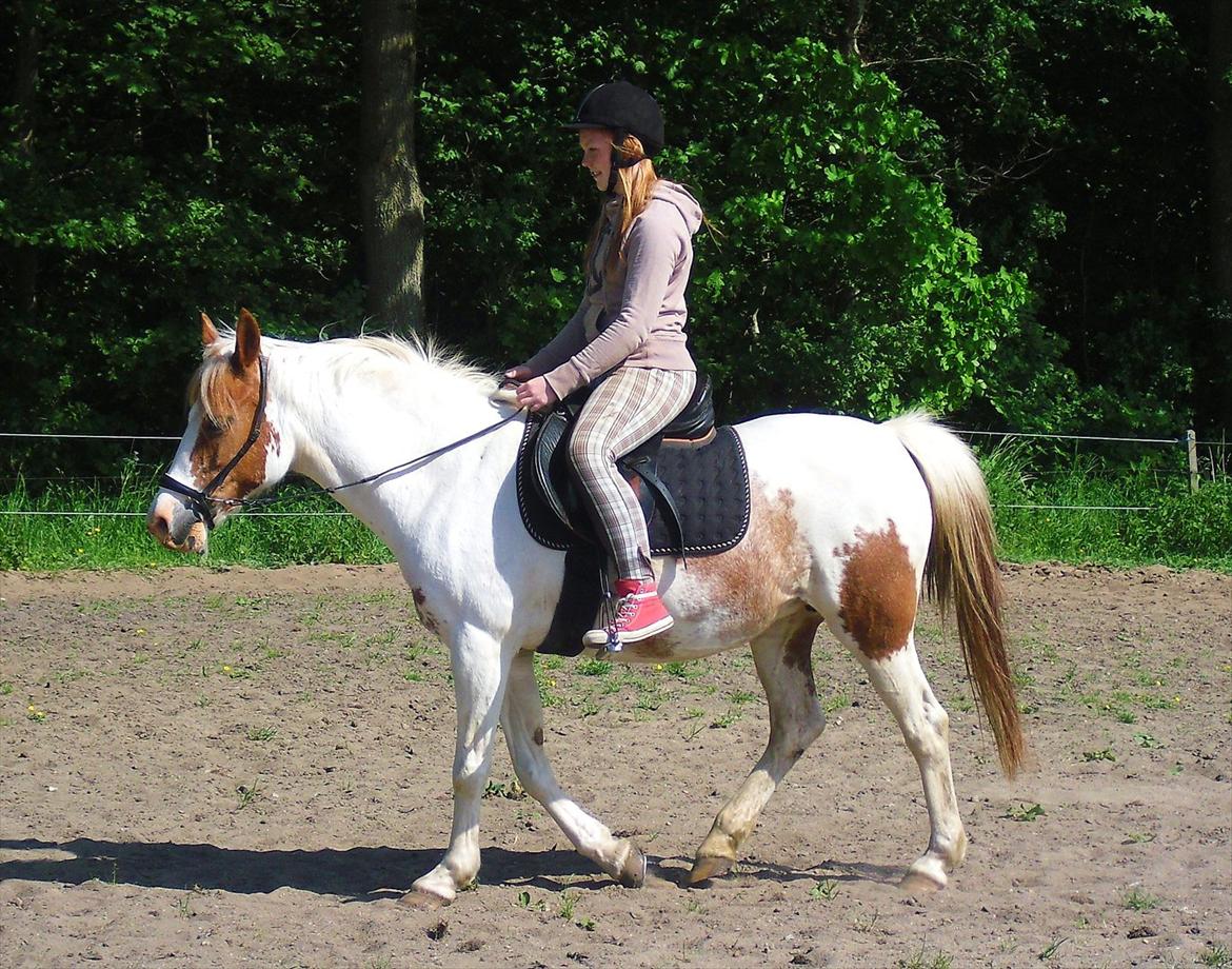 Pinto Molly - Skridt d.29.05.12 efter en halt periode(: billede 8