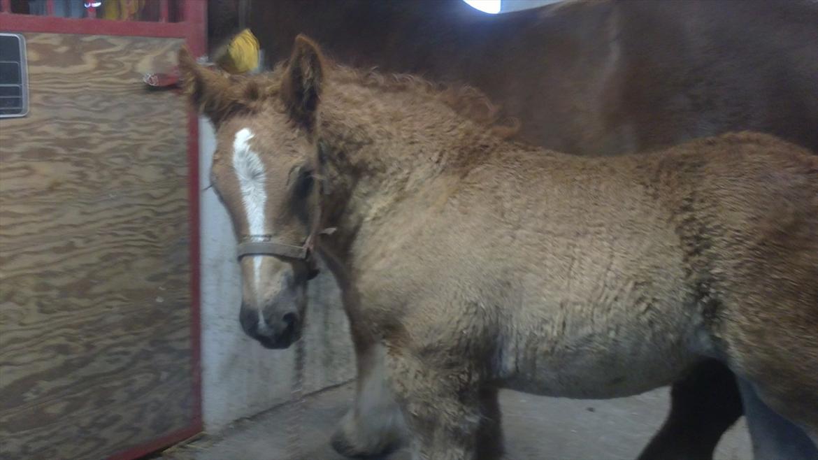 Jyde Estelle billede 4