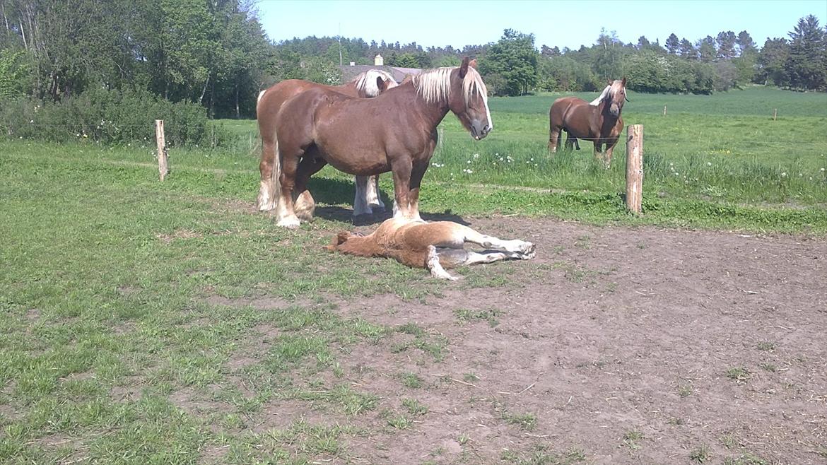 Jyde Estelle billede 5