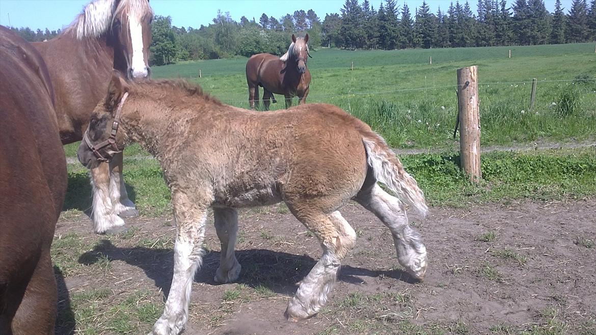 Jyde Estelle billede 6