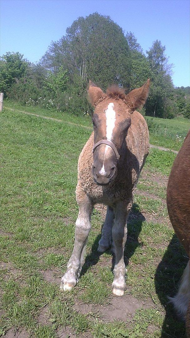 Jyde Estelle - velkommen til Estelles profil. der kommer flere billeder :) billede 3
