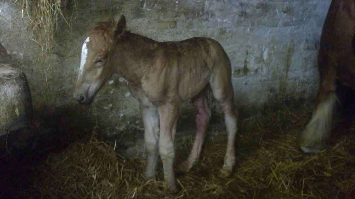 Jyde Estelle billede 7