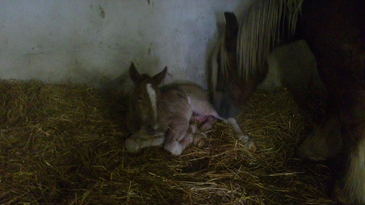 Jyde Estelle billede 8