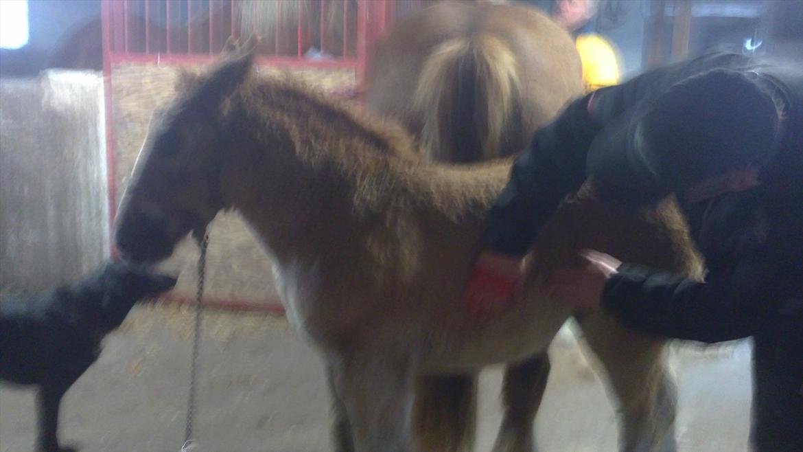 Jyde Estelle billede 9