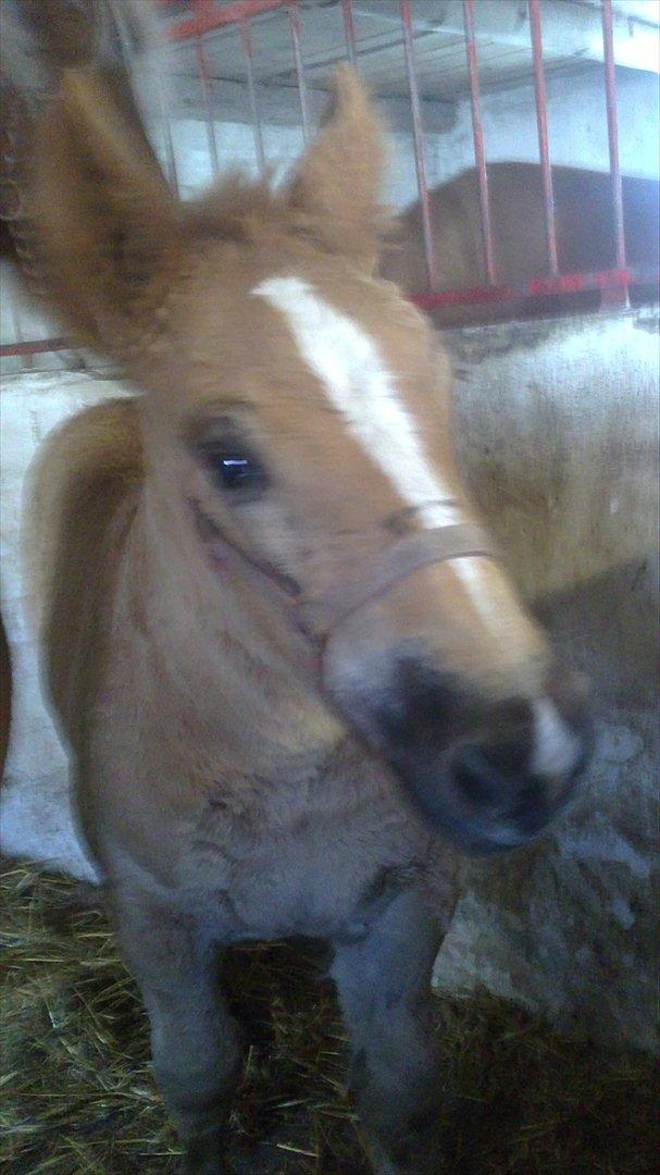 Jyde Estelle billede 10