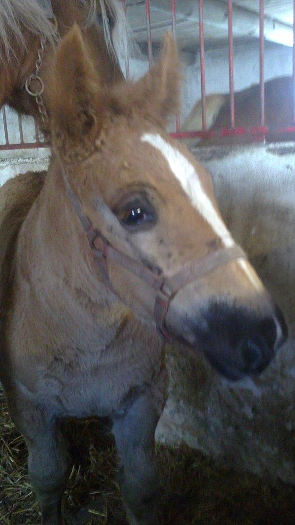 Jyde Estelle billede 11