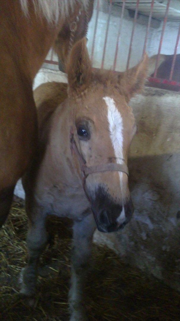 Jyde Estelle billede 12