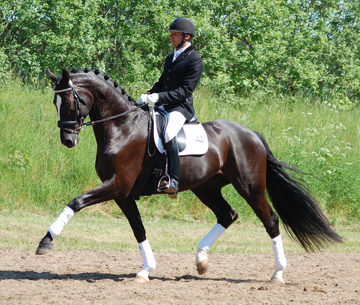 Dansk Varmblod De Negro-WI - Sydjysk horseshow 2012. Vinder DSA kval for 5 års billede 18