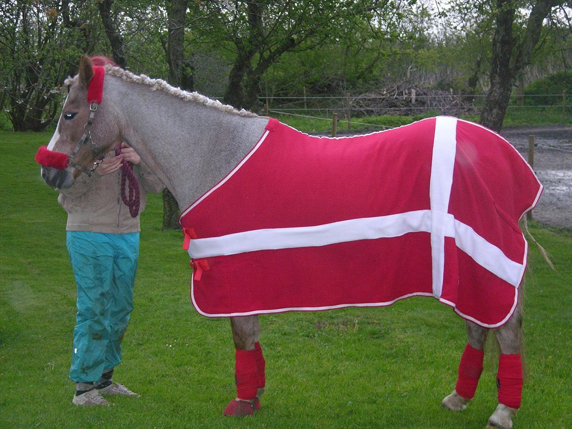 Anden særlig race Unique <3 - inden vi skulle op i traileren til stævne d. 12 maj 2012 <3 billede 13