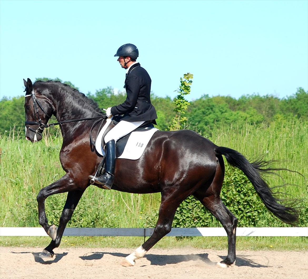Dansk Varmblod Don Matcho-WI - 4 års championat  billede 2