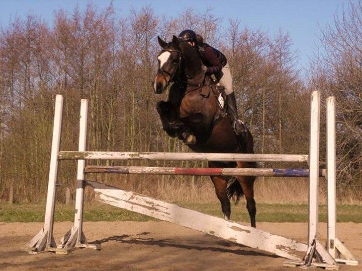 Dansk Varmblod Bjørnebo´S Calinka. billede 2