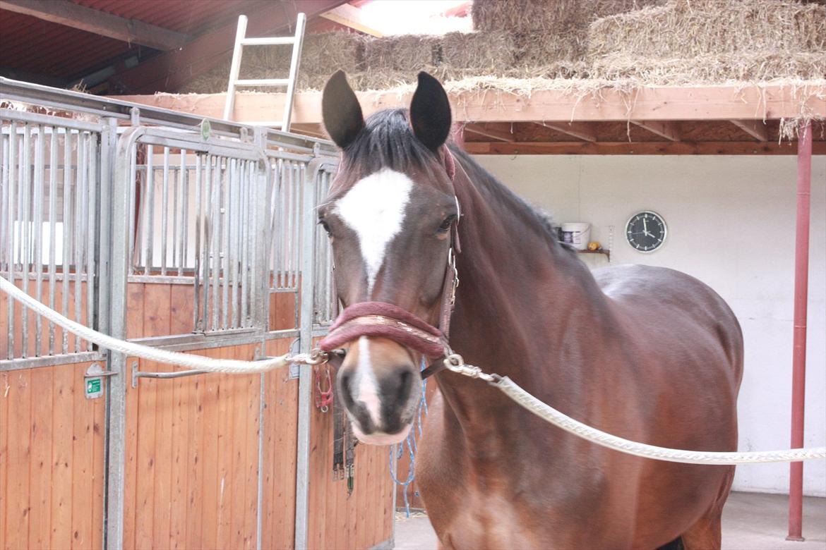 Dansk Varmblod Bjørnebo´S Calinka. billede 3