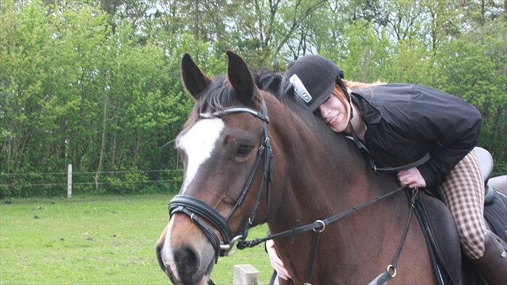 Dansk Varmblod Bjørnebo´S Calinka. billede 1