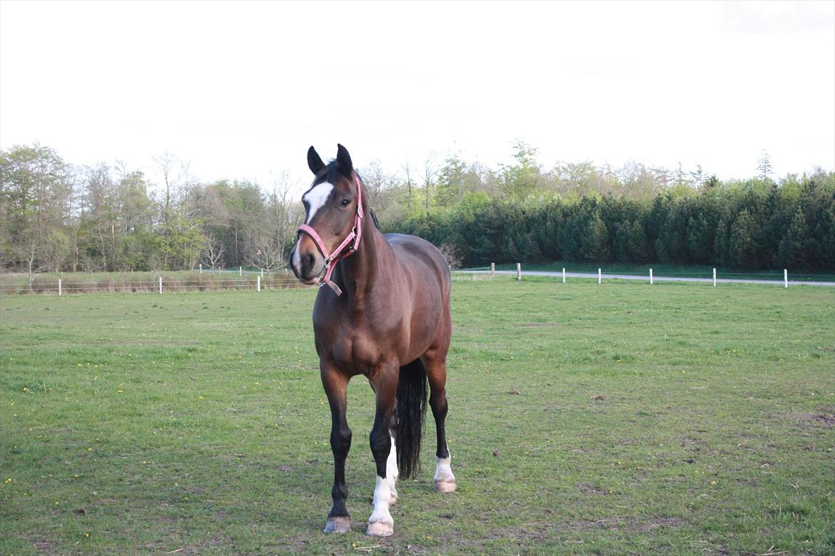 Dansk Varmblod Bjørnebo´S Calinka. billede 4