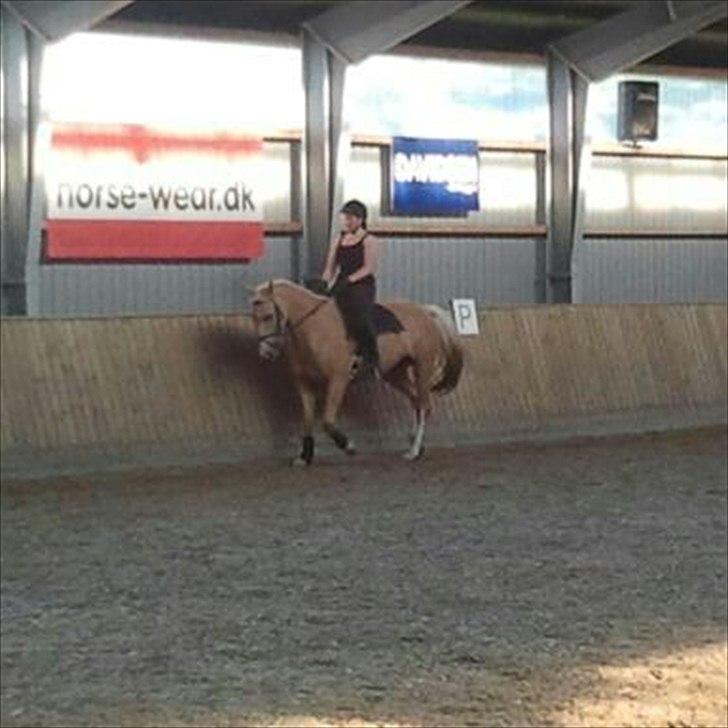 Palomino Bell Feodora - Feo og Cindy billede 6