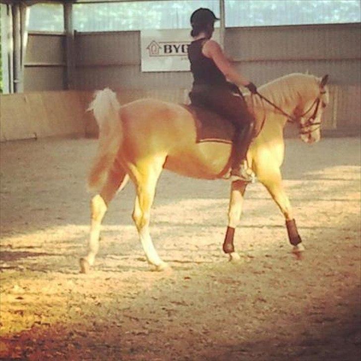 Palomino Bell Feodora billede 1