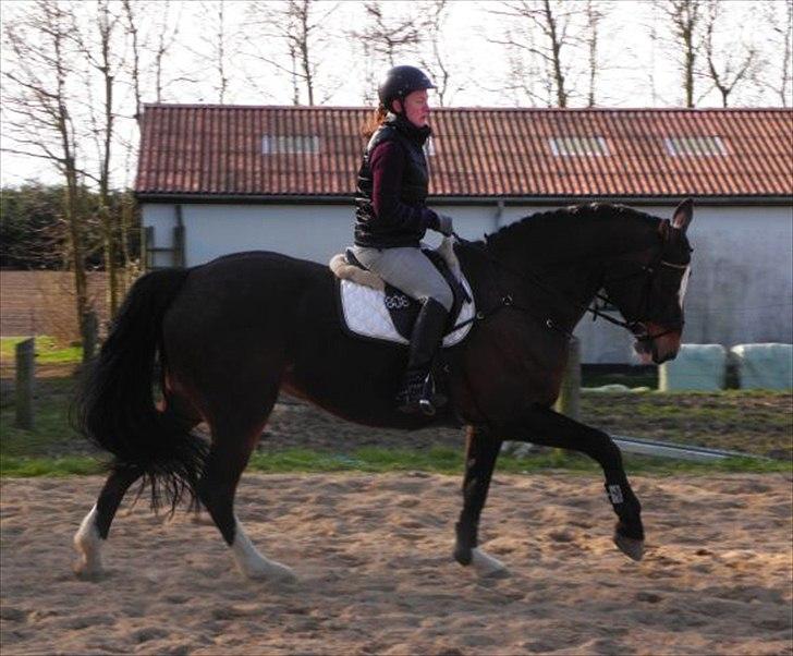 Dansk Varmblod Bjørnebo´S Calinka. billede 5