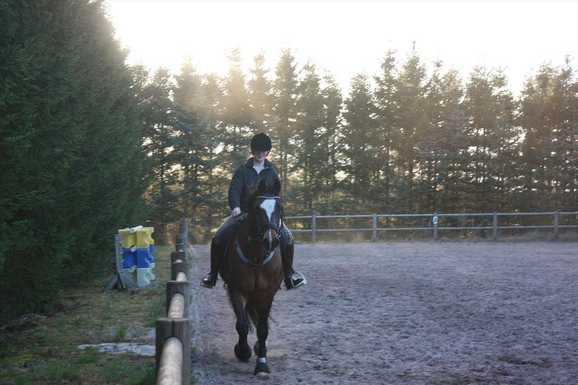 Dansk Varmblod Bjørnebo´S Calinka. billede 6