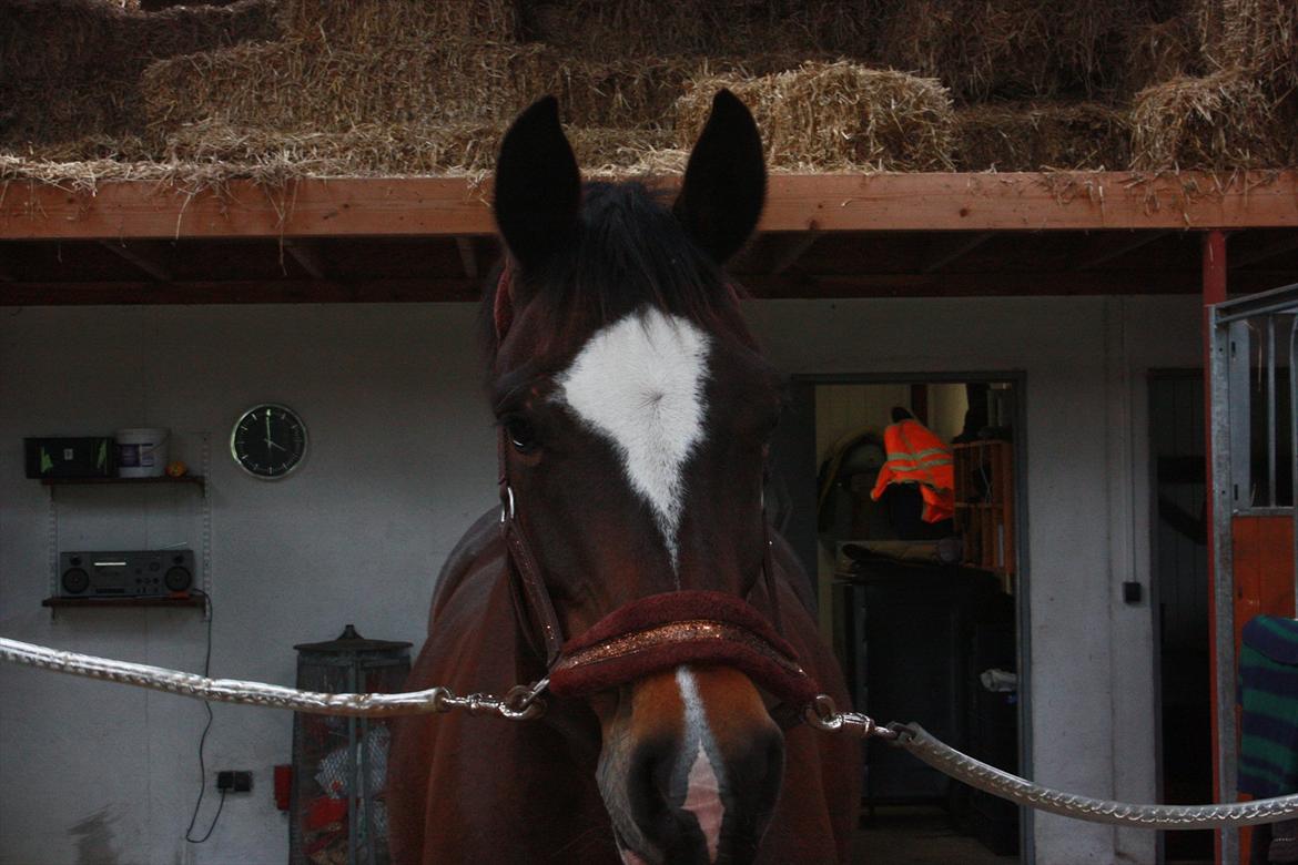 Dansk Varmblod Bjørnebo´S Calinka. billede 7